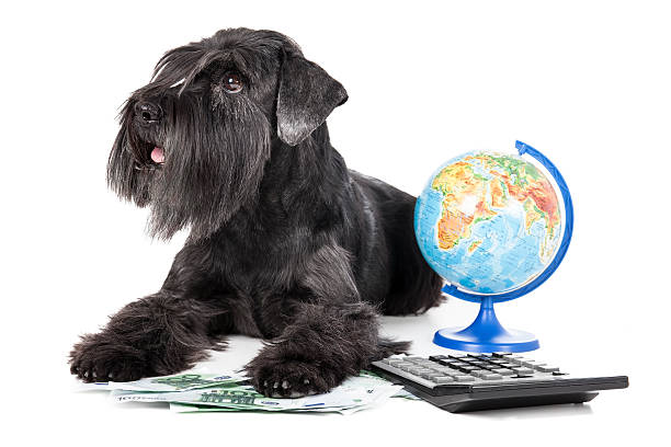 dog with a globe dog with a globe, money and calculator dog-currency-calculator-finance stock pictures, royalty-free photos & images