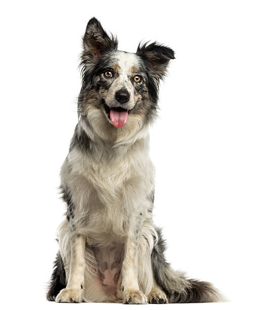 istock Border collie panting, sitting, isolated on white 187416330
