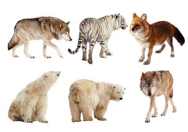 istock Set of Carnivora mammal over white 187416780