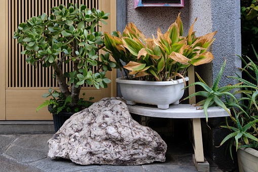 Group of potted plants and a large rock outdoors.