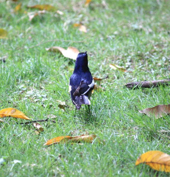 istock Male Oriental Magpie-Robin (Copsychus saularis) foraging : (pix Sanjiv Shukla) 1874183217