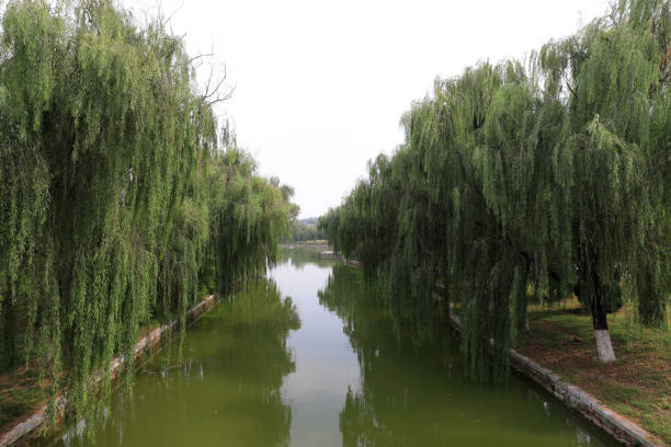 Trees by the river in a park