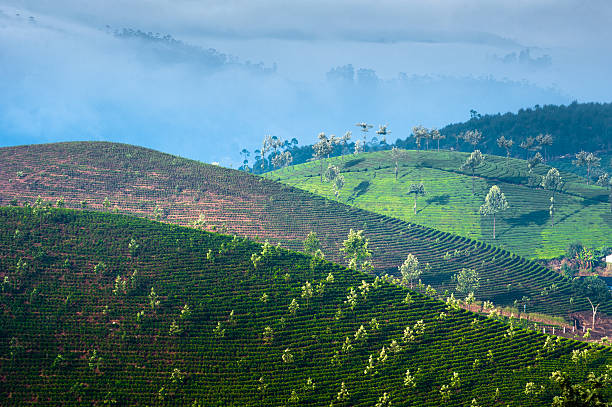 istock Sunrise at tea plantation. India, Munnar, Kerala 187419089