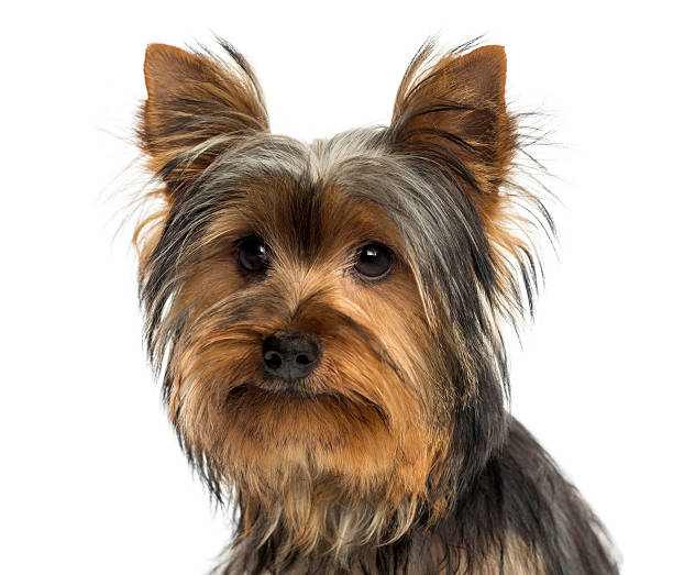 istock Close-up of a Yorkshire terrier, isolated on white 187419289
