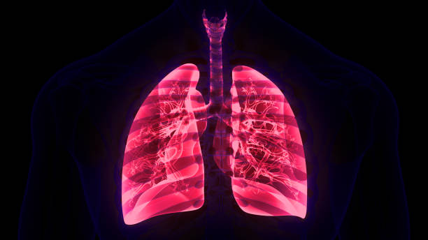 istock Human Respiratory System Lungs Anatomy 1874194813