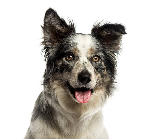 istock Close-up of a Border collie panting, isolated on white 187419666