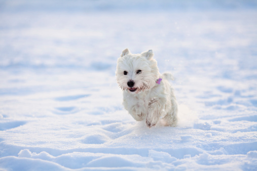 Happy westie running in the snow