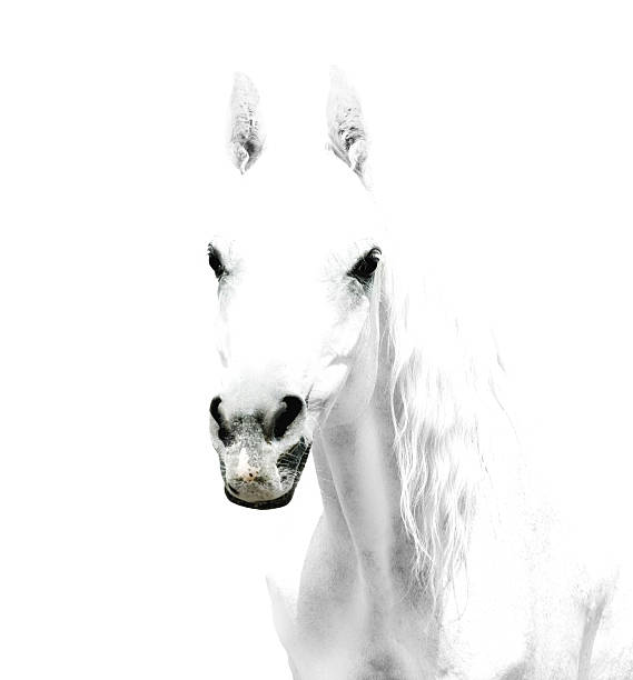 istock white horse details on white-background 187420286
