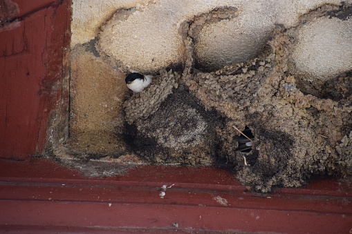 common swifts nest at old buildings