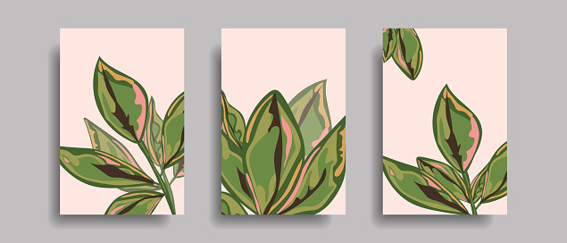 Wall posters with botanical plants. Abstract leaves for salon, spa design. Vector.