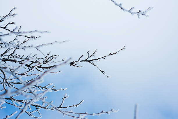inverno idyll - fractal clear sky tree sky imagens e fotografias de stock