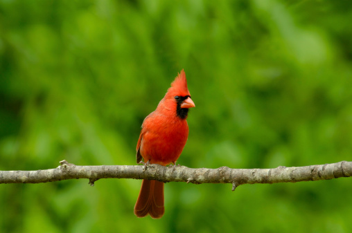 A Male Cardinal (Cardinalis cardinalis) sits on a Cherry tree limb in Tennessee, USA during the spring season.