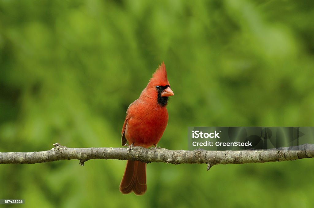 Male Cardinal (Cardinalis cardinalis) Front View A Male Cardinal (Cardinalis cardinalis) sits on a Cherry tree limb in Tennessee, USA during the spring season. Cardinal - Bird Stock Photo