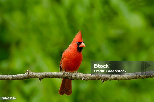 Male Cardinal Front View Stock Photo - Download Image Now - Cardinal - Bird, Red, Animal