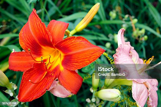 Photo libre de droit de Sur Le Jardin banque d'images et plus d'images libres de droit de Beauté de la nature - Beauté de la nature, Bouton de fleur, Couleur verte