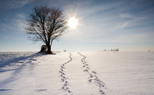 tracks in the snow leading towards the horizon