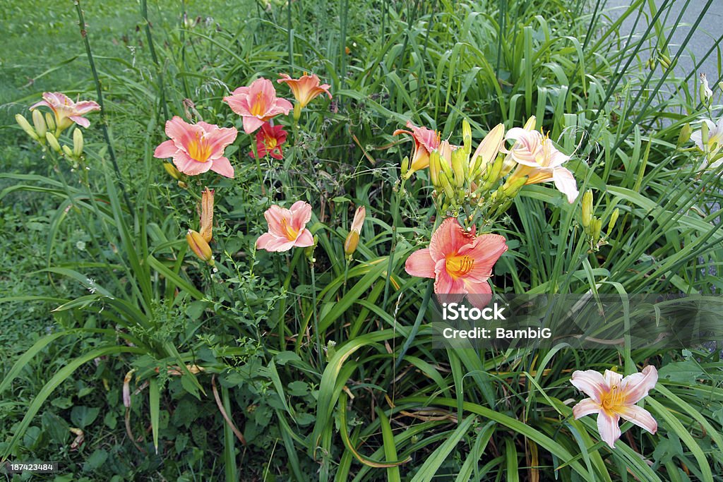 Sur le jardin - Photo de Beauté de la nature libre de droits