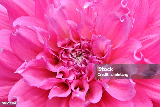 Rosa Dahlie In Makro Stockfoto und mehr Bilder von Blume - Blume, Blütenblatt, Dahlie