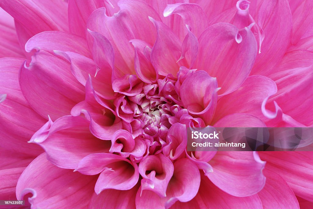 Rosa Dália em Macro - Foto de stock de Beleza natural - Natureza royalty-free