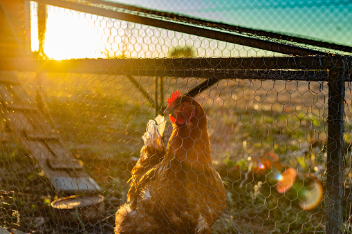 Castilla La Mancha, Spain. Chicken behind a wire fence against the sunset.
