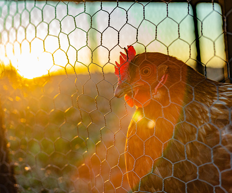 Castilla La Mancha, Spain. Headshot of a chicken behind chicken wire against the sunset. Concept: Captive chicken.