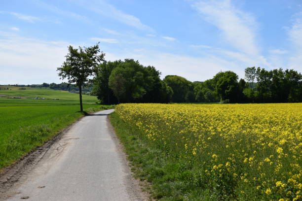 istock narrow way along yellow blooming field 1874242119