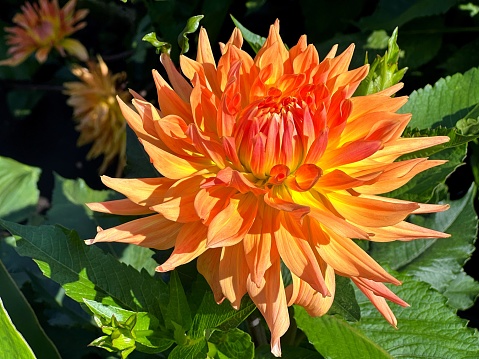 Beautiful dahlia flower orange yellow red petals.