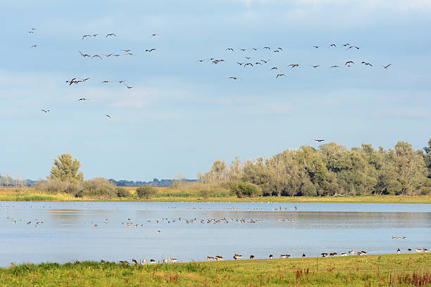 bando de ganso-bravo no outono migração pelo lago (alemanha) - vogelzug imagens e fotografias de stock