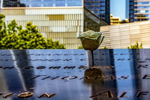 New York, USA; June 1, 2023: Beautiful white rose at the World Trade Center memorial, a tribute to the victims of the terrorist attack.