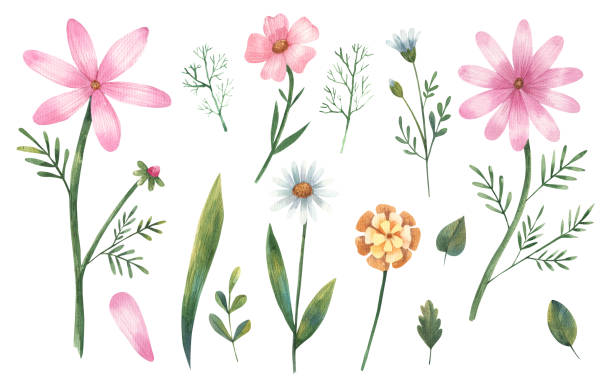 istock clipart flowers, pink daisies, leaves, branches watercolor illustration on a white background 1874251157