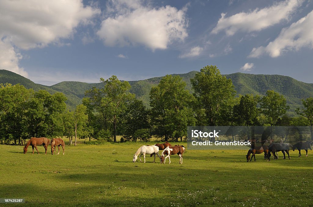 Konie w Zatoczka chamów w gór Smoky Mountains National Park - Zbiór zdjęć royalty-free (Appalachy)