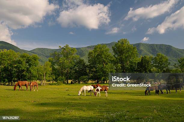 Konie W Zatoczka Chamów W Gór Smoky Mountains National Park - zdjęcia stockowe i więcej obrazów Appalachy