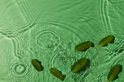 Natural Green Texture. Nature Concept. Green Leaf floating on Freshness Smooth Water Ripple. Background for Environmental and Sustainable Resources. Top View