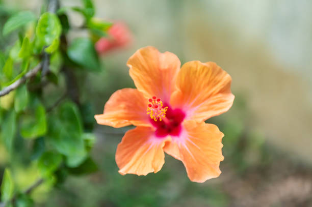 istock Hibiscus Rosa-Sinensis Native From China 1874258465