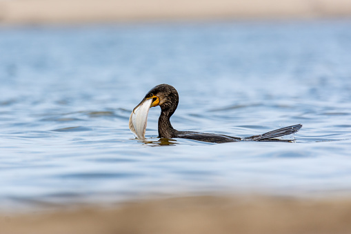 The great cormorant (Phalacrocorax carbo, black shag , kawau, great black cormorant, great cormorant) - a great black shorebird cathing flounder - a flatfish