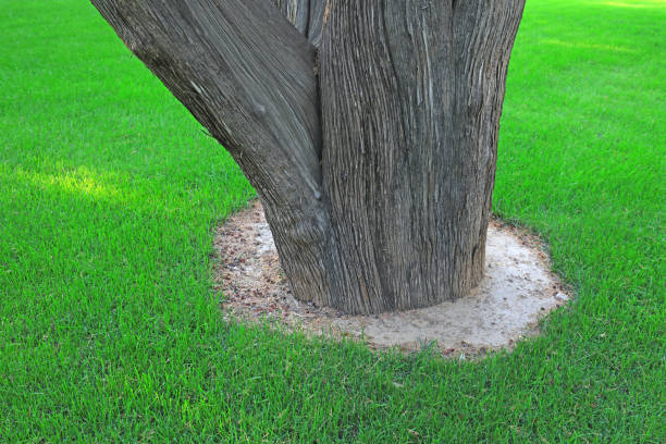 The old trunk of Platycladus orientalis