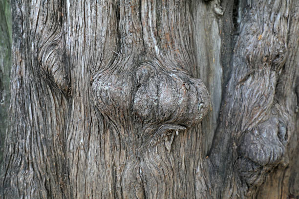 Close up of the old tree trunk