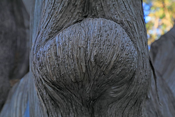 Close up of the old tree trunk