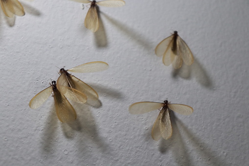 Flying termites or Laron