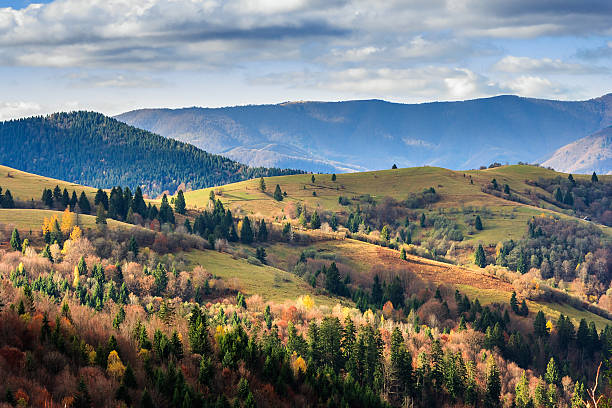 istock coniferous and yellowed trees in valley on a mountain hillside 187429066