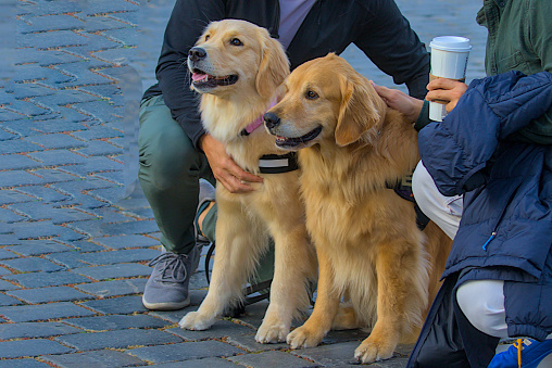 A pair of purebred golden retrievers pose while walking in Prague. Charming purebred dogs. Pets. The concept of pets on a walk.