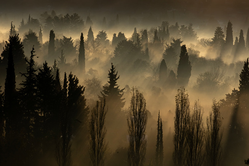 Fairytale forest in late autumn in brown tones. Misty woods with fallen leaves in the morning. Foggy moody place.