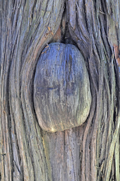 The special shape of Arborvitae trunk texture