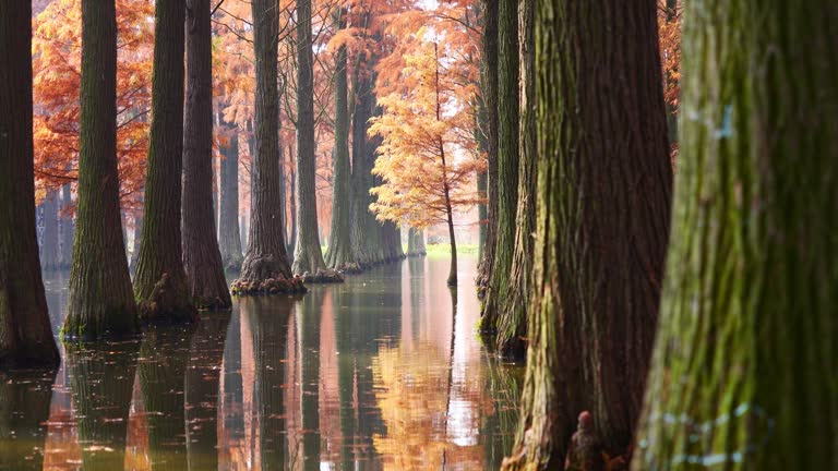 Peaceful metasequoia forest in Dalianhu Lake, Qing'xi Suburban Park, Shanghai, China in December. Orange redwood leaves with reflections in ripple water,  4K slow motion footage, loop able shot.