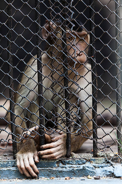 istock portrait of monkeys enclosed behind bars, summer da 187431131
