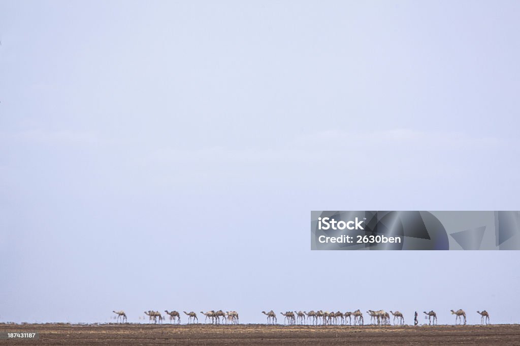 Cammelli attraversando il deserto nella Foschia da calore - Foto stock royalty-free di Ambientazione esterna