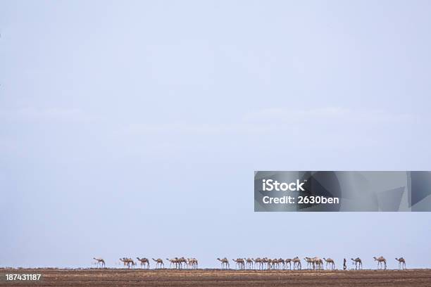 Cammelli Attraversando Il Deserto Nella Foschia Da Calore - Fotografie stock e altre immagini di Ambientazione esterna