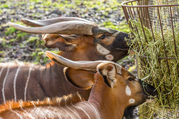 Closeup of the head of two mountain Bongo antelope eating grass Closeup of the head of two mountain Bongo antelope eating grass or hay in a metal feeder, female and male with reddish-brown coat and white markings antelope bongo stock pictures, royalty-free photos & images