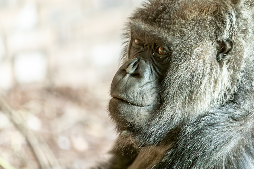 This female mountain gorilla took a break from eating to look at the camera.  She is a member of Isimbi's family at Volcanoes National Park, Rwanda.