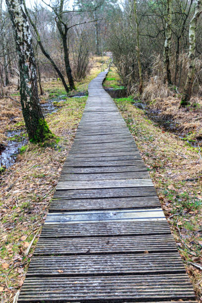 istock Narrow wooden path on muddy ground between bare trees 1874317707